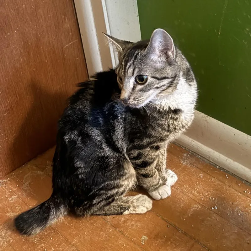 A young medium-sized female Brown / Chocolate Domestic Short Hair cat named Lotus for adoption in Medina, OH