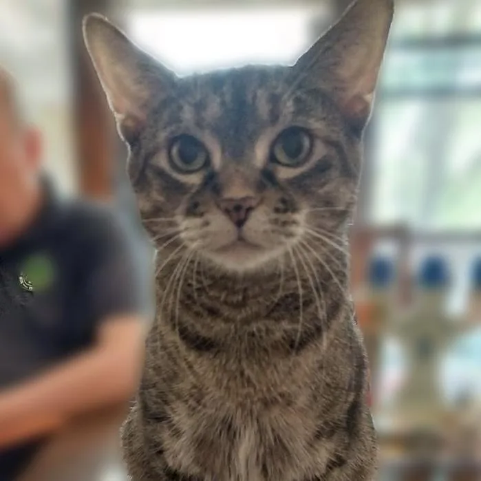 An adult medium-sized female Brown / Chocolate Domestic Short Hair cat named Melody for adoption in Chicago, IL