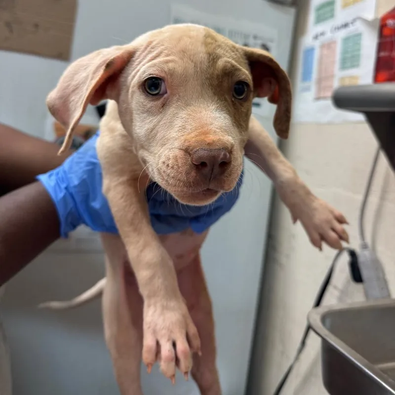 A baby small-sized female White / Cream Pit Bull Terrier dog named Barbie for adoption in Birmingham, AL