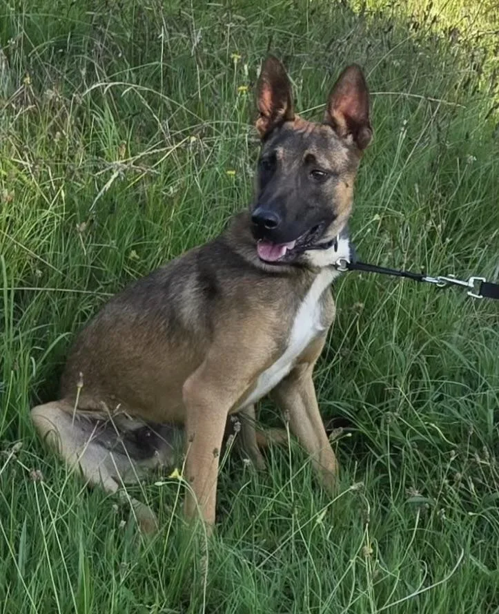 A young medium-sized male German Shepherd Dog dog named Rudi for adoption in Rome, GA