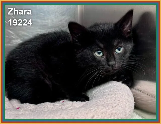 A baby medium-sized female Black Domestic Short Hair cat named Zhara for adoption in Marietta, GA