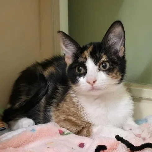 A baby medium-sized female Calico Domestic Short Hair cat named Maldives for adoption in Prince Frederick, MD