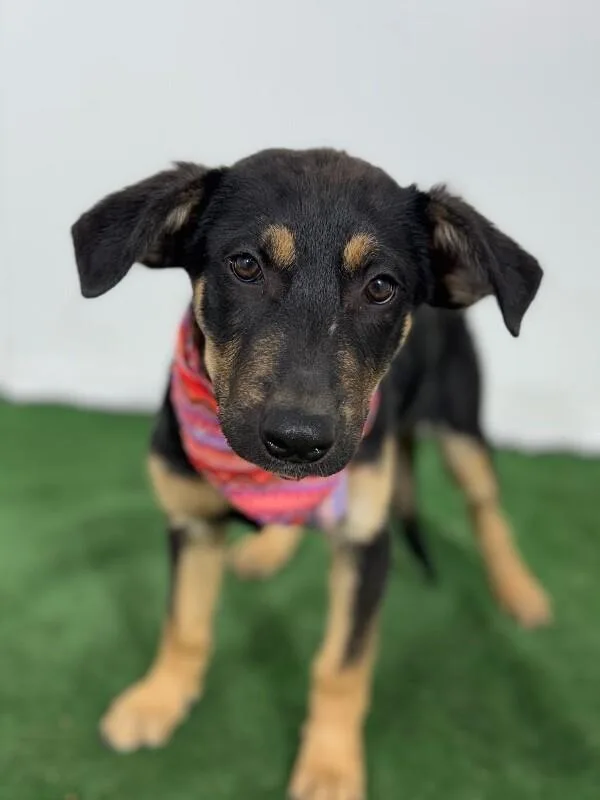 A baby medium-sized female Black German Shepherd Dog dog named Lulu for adoption in Carlsbad, CA