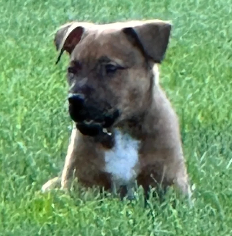 A baby medium-sized male Shepherd dog named Big Red for adoption in Columbia, IL