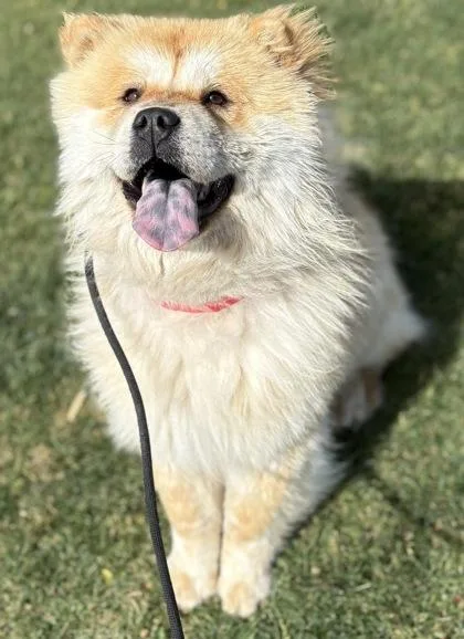 An adult medium-sized female Chow Chow dog named Cookie for adoption in Phoenix, AZ