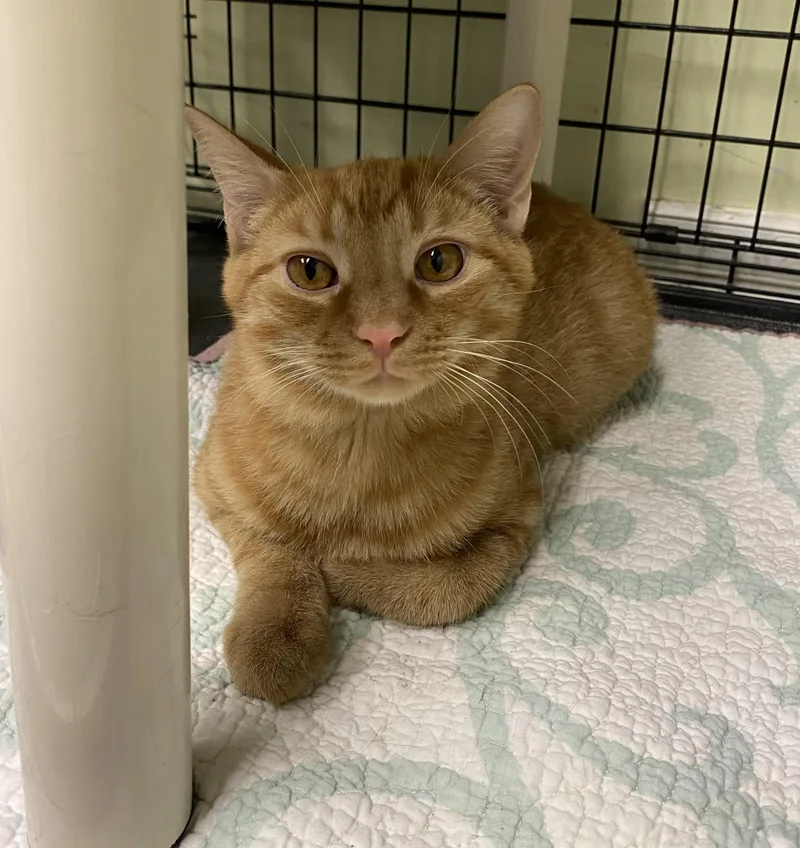 A baby small-sized male Tabby (Orange / Red) Domestic Short Hair cat named Rudolph for adoption in Cape May, NJ