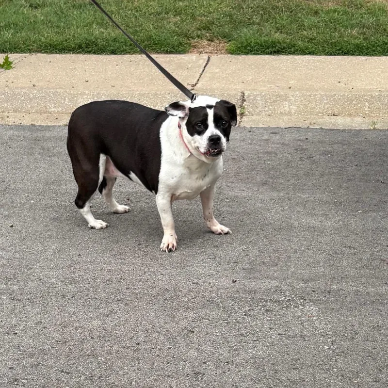 An adult medium-sized female White / Cream Mixed Breed dog named Chloe for adoption in St Joseph, MO