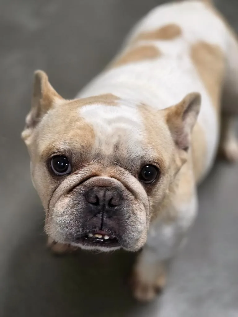 Igor