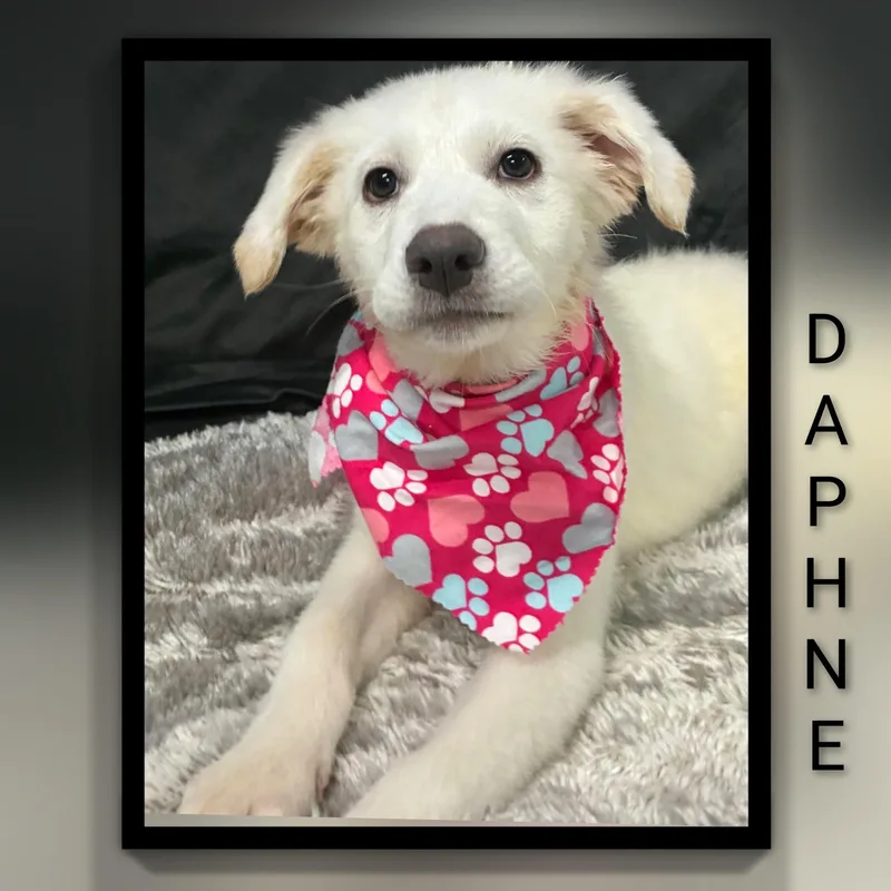 A baby large-sized female Great Pyrenees dog named Daphne for adoption in Fredericksburg, VA