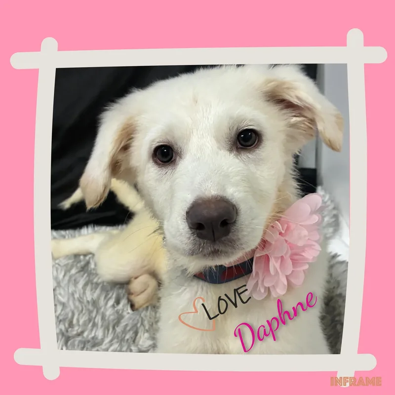 Daphne thumbnail 2