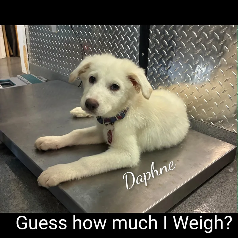 Daphne thumbnail 4