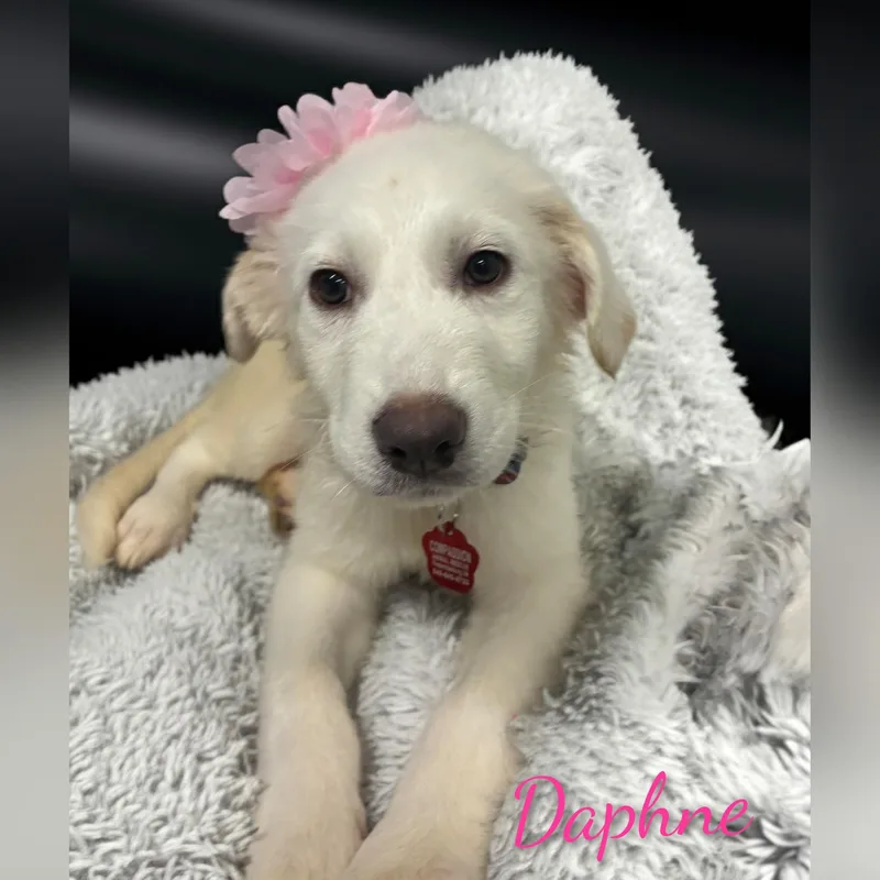 Daphne thumbnail 5