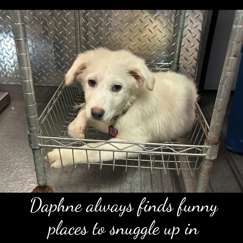 Daphne thumbnail 6