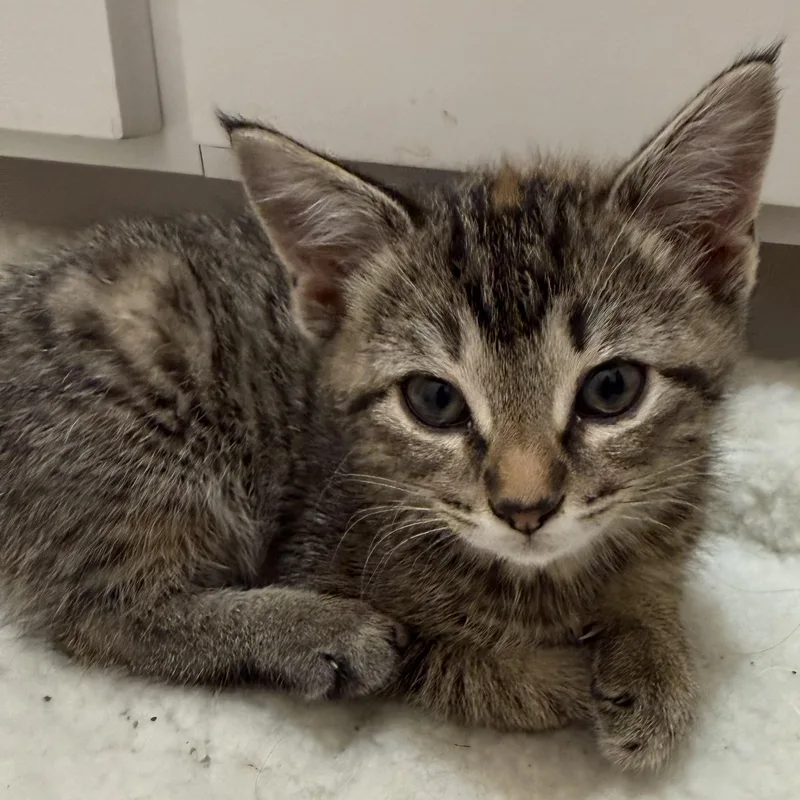 A baby small-sized female Tabby (Buff / Tan / Fawn) Domestic Short Hair cat named Marble for adoption in Bentonville, AR