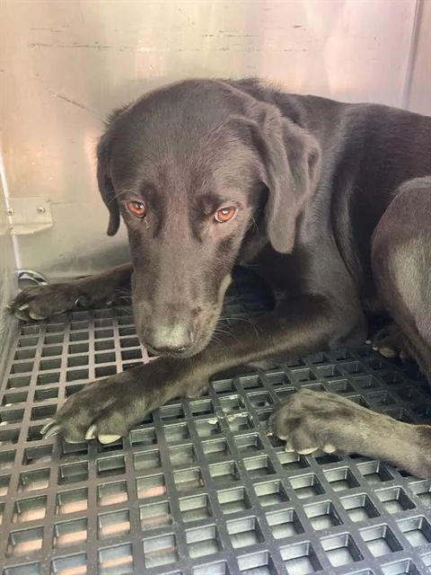 A young medium-sized male Labrador Retriever dog named Dale for adoption in Dallas, TX