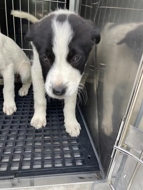 A baby large-sized female Mixed Breed dog named Ying for adoption in Dallas, TX