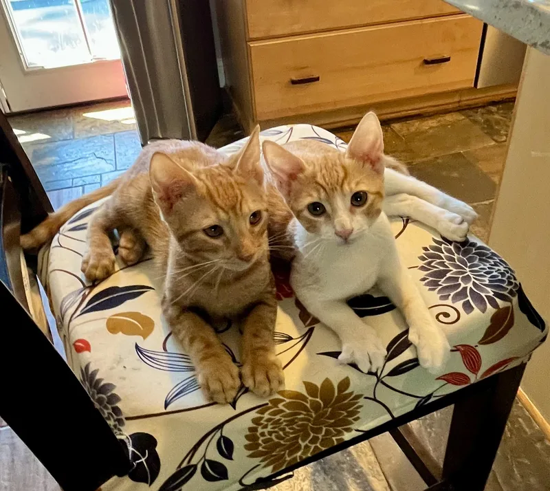 The Ginger Litter