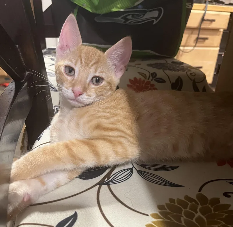 The Ginger Litter thumbnail 2