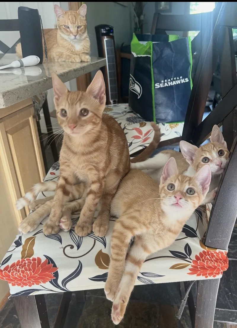 The Ginger Litter thumbnail 3