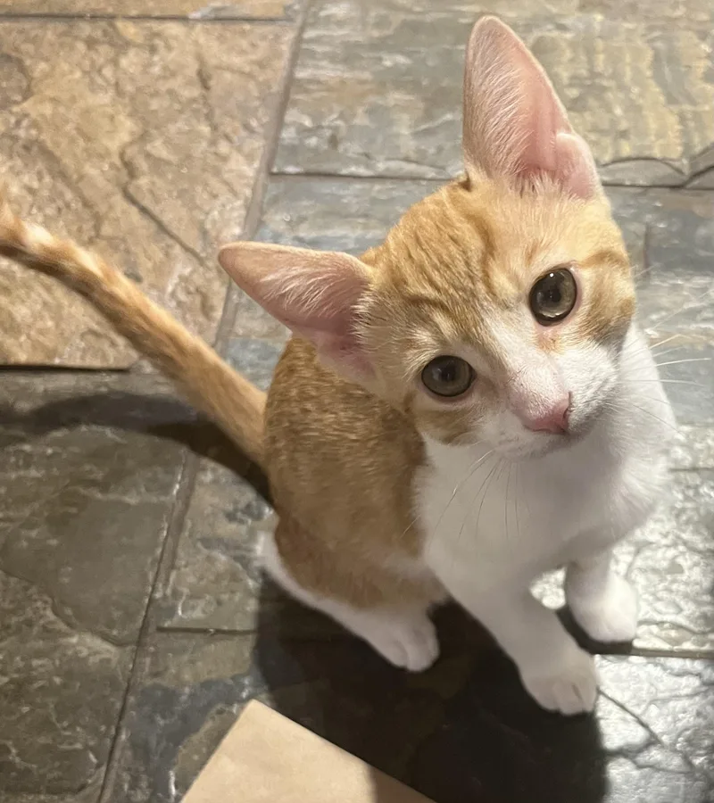 The Ginger Litter thumbnail 4