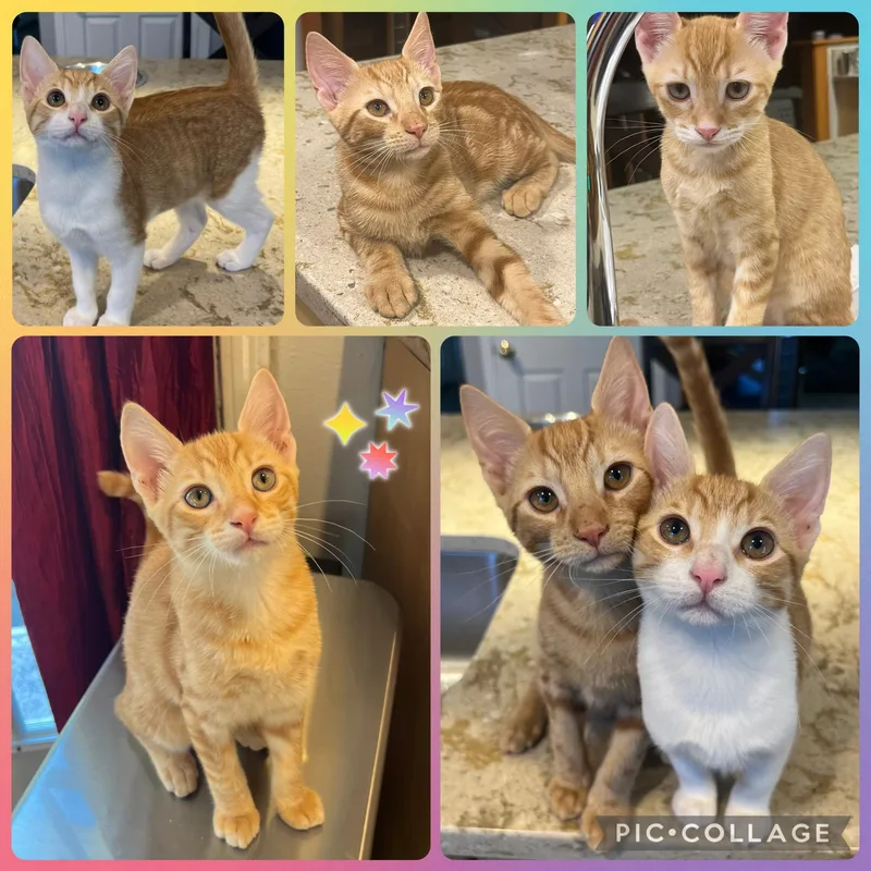 The Ginger Litter thumbnail 5