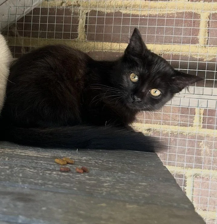 A baby medium-sized female Black Domestic Short Hair cat named Mila for adoption in Versailles, KY