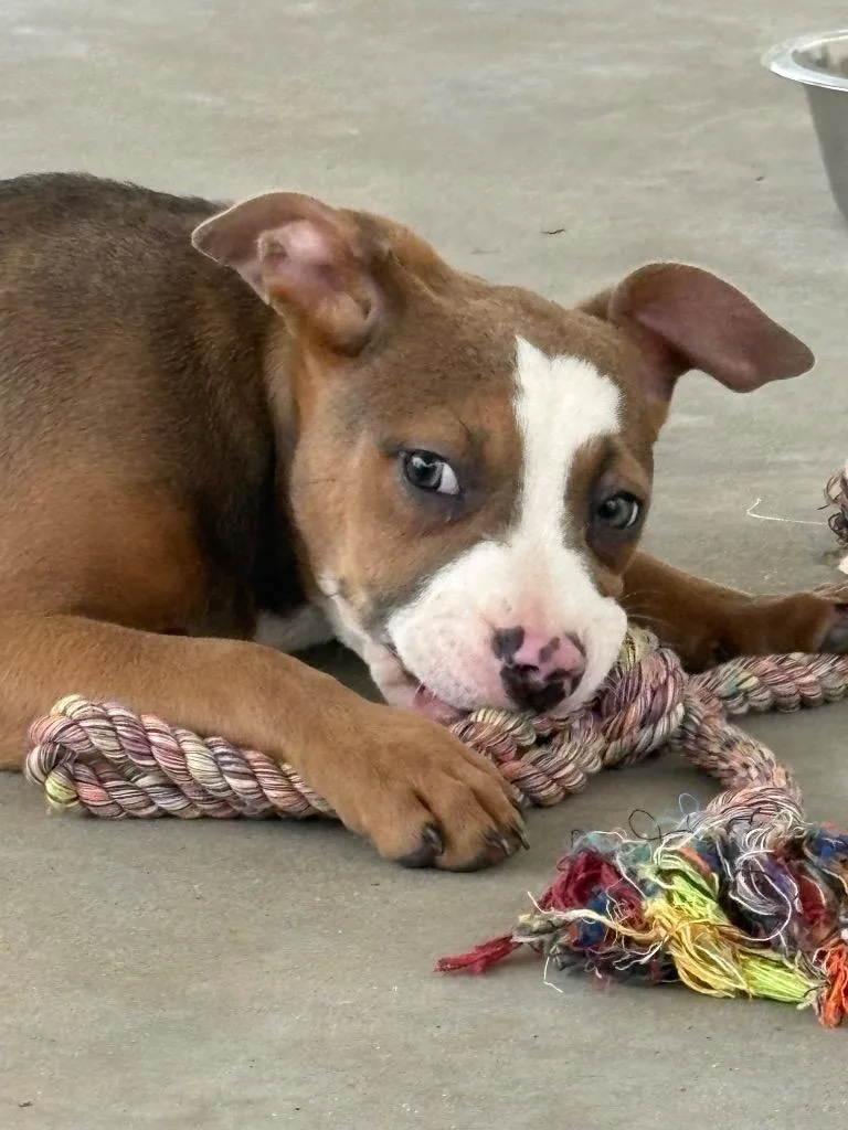 A baby small-sized female Mixed Breed dog named Missy Elliott for adoption in Lavonia, GA