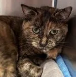 A senior medium-sized female Tortoiseshell Domestic Short Hair cat named Kara for adoption in Bridgewater, NJ
