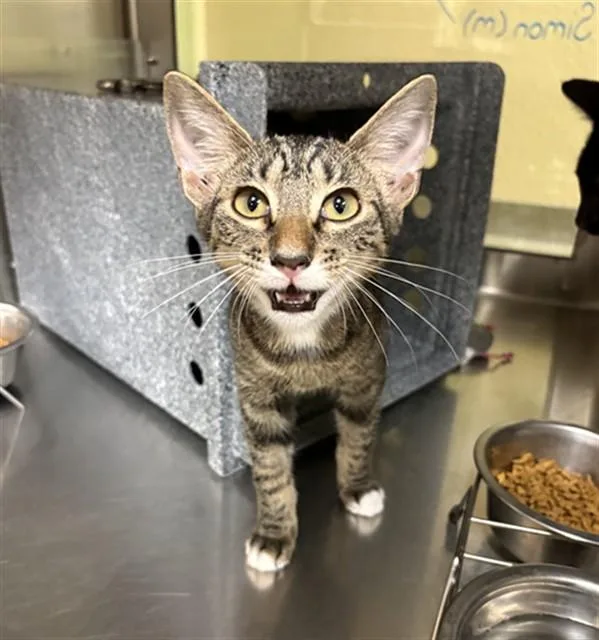 A baby small-sized male Domestic Short Hair cat named Simon for adoption in Fort Myers, FL