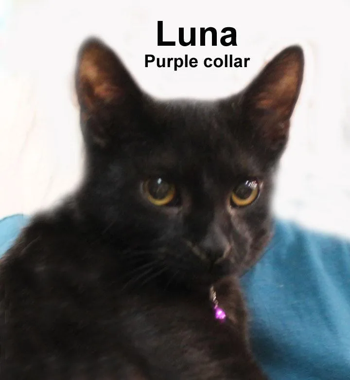 A baby medium-sized female Black Domestic Short Hair cat named Luna Dri. for adoption in Stowe, PA