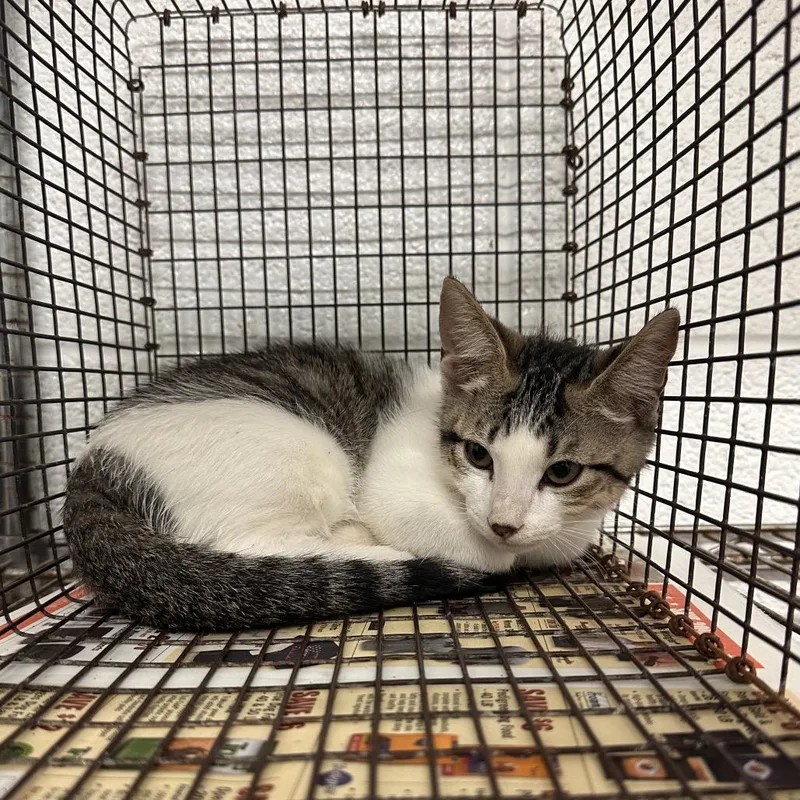 A baby small-sized male White Domestic Short Hair cat named Jarvis for adoption in Edinburg, TX