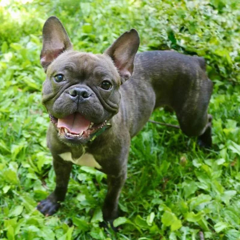 An adult small-sized female Brindle French Bulldog dog named Cherie for adoption in Elizabethtown, PA