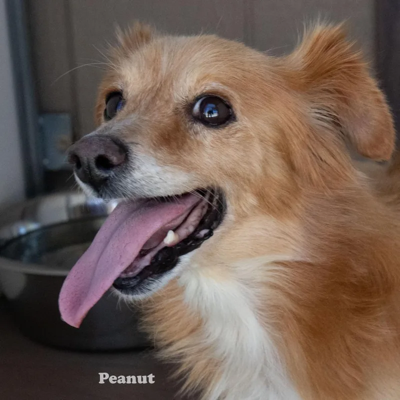 A senior small-sized male Dachshund dog named Peanut for adoption in Yucaipa, CA