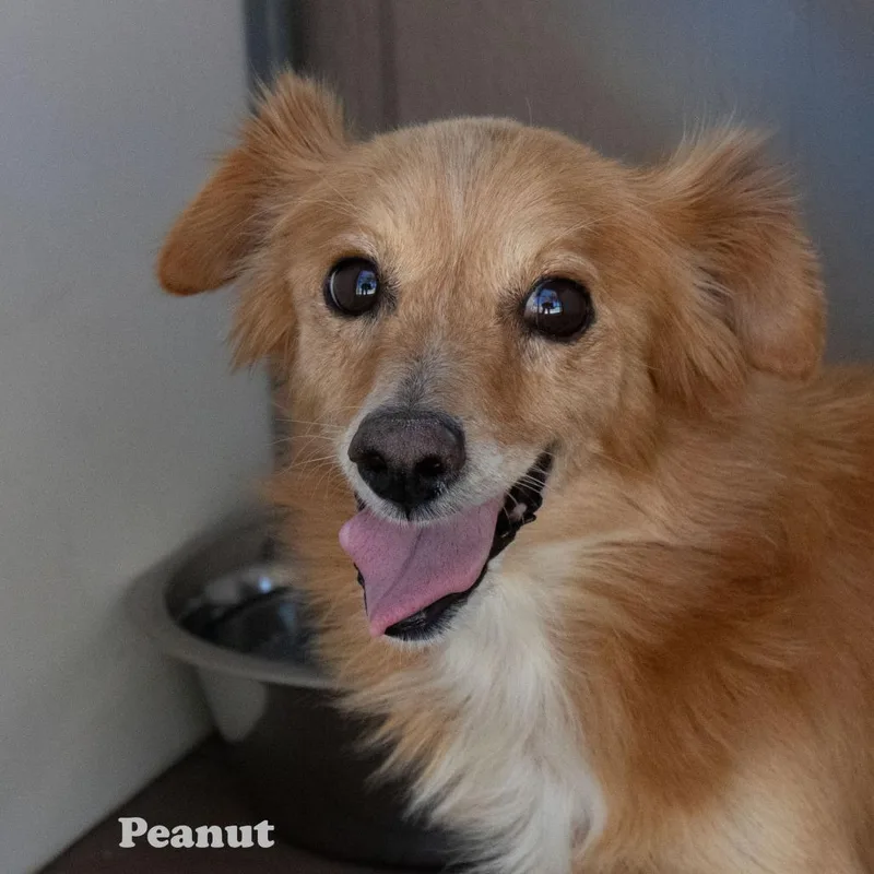 Peanut thumbnail 2
