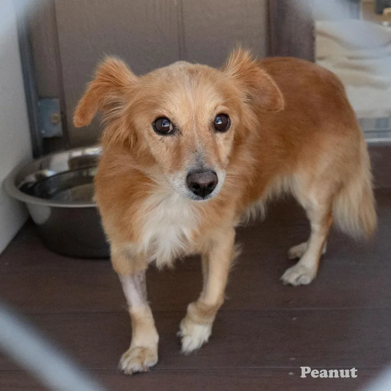 Peanut thumbnail 3