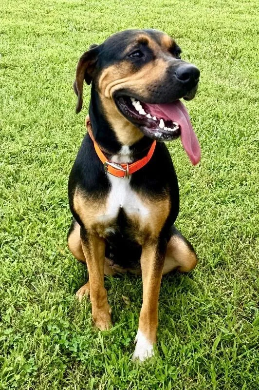 An adult medium-sized female Black Hound dog named Lady for adoption in Maryville, TN
