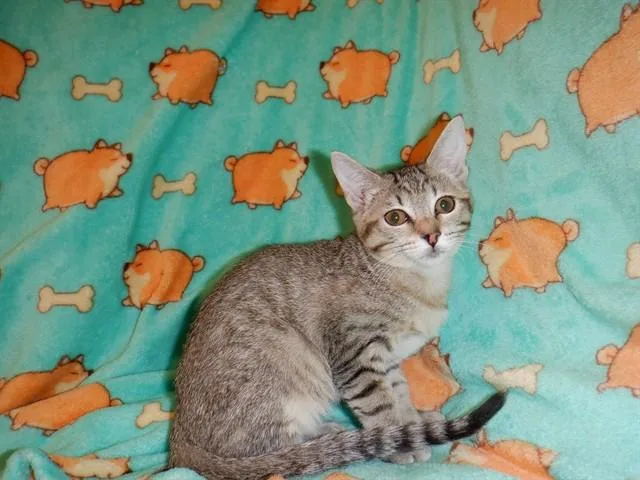 A baby small-sized male Domestic Short Hair cat named Loaf for adoption in San Jose, CA