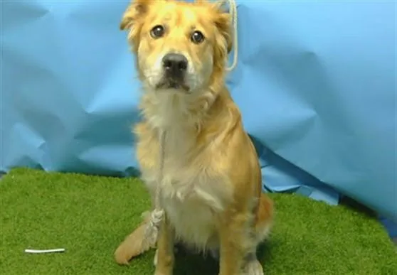 An adult large-sized female Golden Retriever dog named Abby for adoption in Gardena, CA