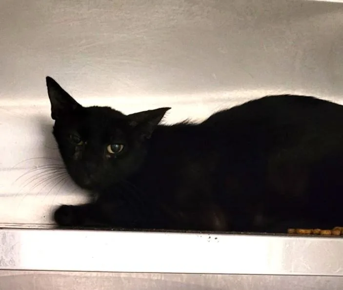 An adult medium-sized female Domestic Short Hair cat named Bubbles for adoption in Los Angeles, CA