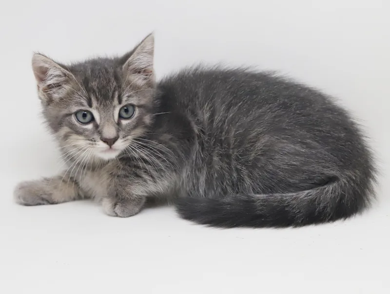 Noah is nothing less thumbnail 3