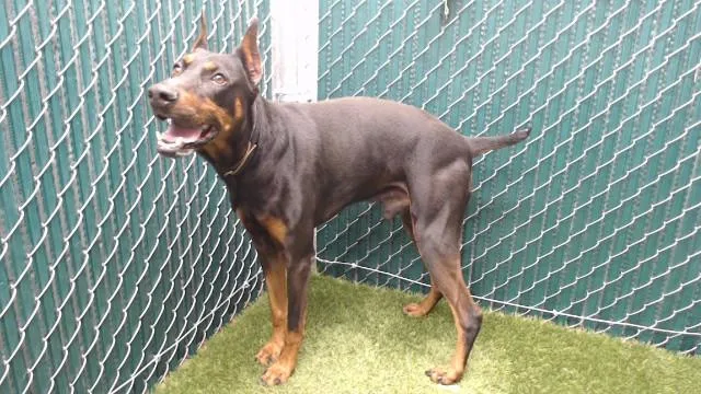 An adult medium-sized male Doberman Pinscher dog named Bruno for adoption in Downey, CA