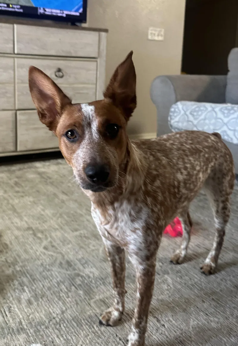 A young medium-sized female Australian Cattle Dog / Blue Heeler dog named Coco Chanel for adoption in Chandler, AZ
