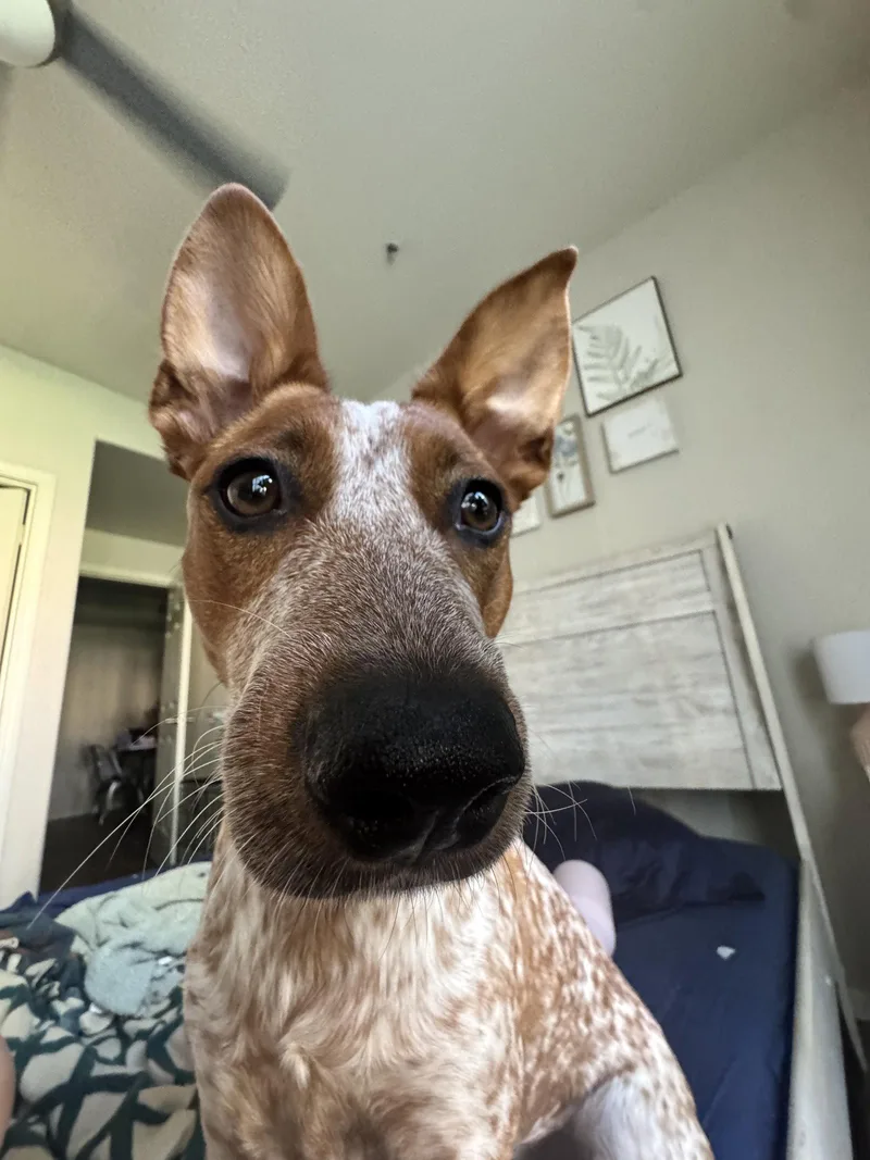 Coco Chanel thumbnail 3
