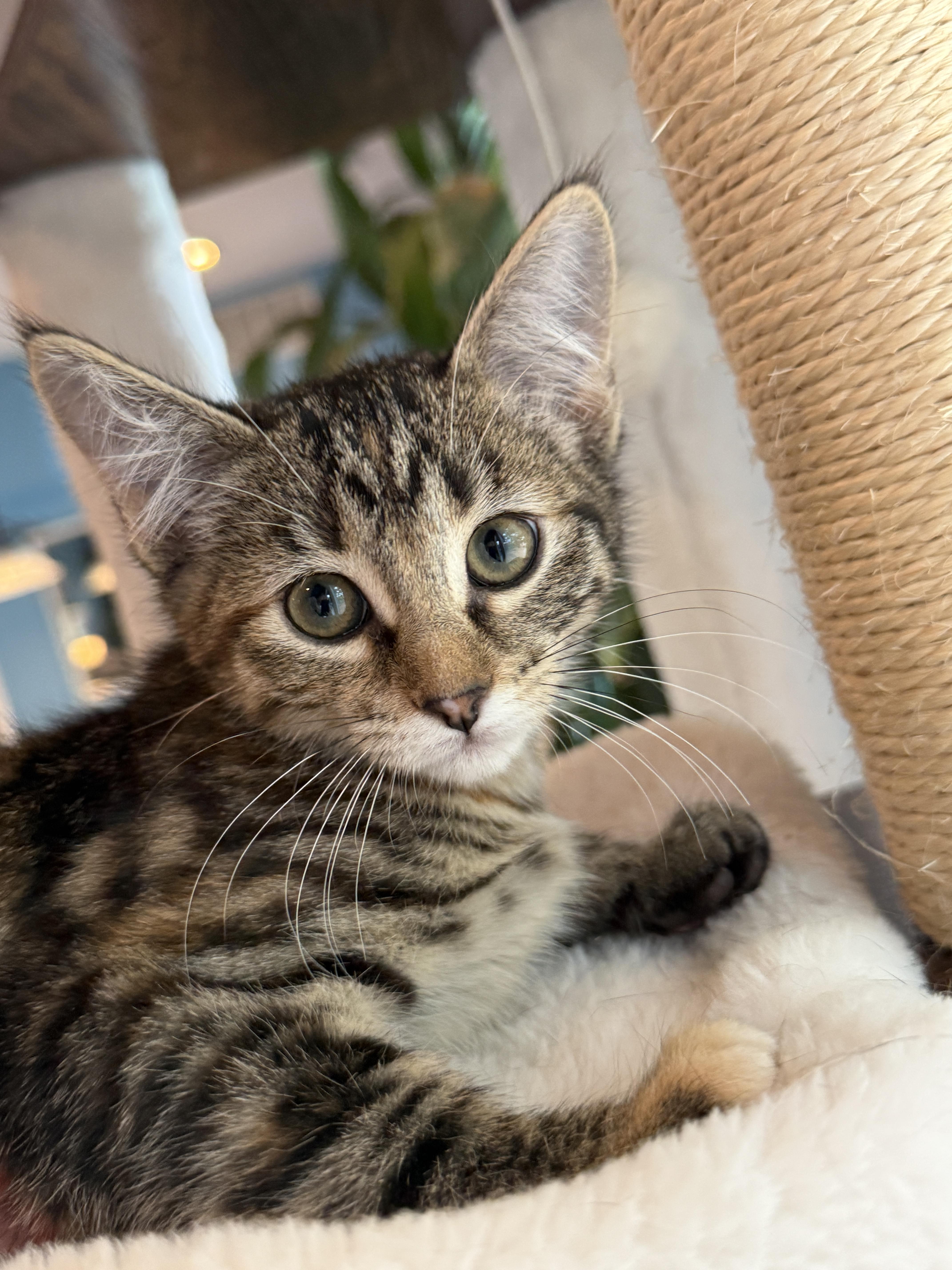 A baby medium-sized female Tabby (Brown / Chocolate) Domestic Short Hair cat named Eloise for adoption in Keller, TX