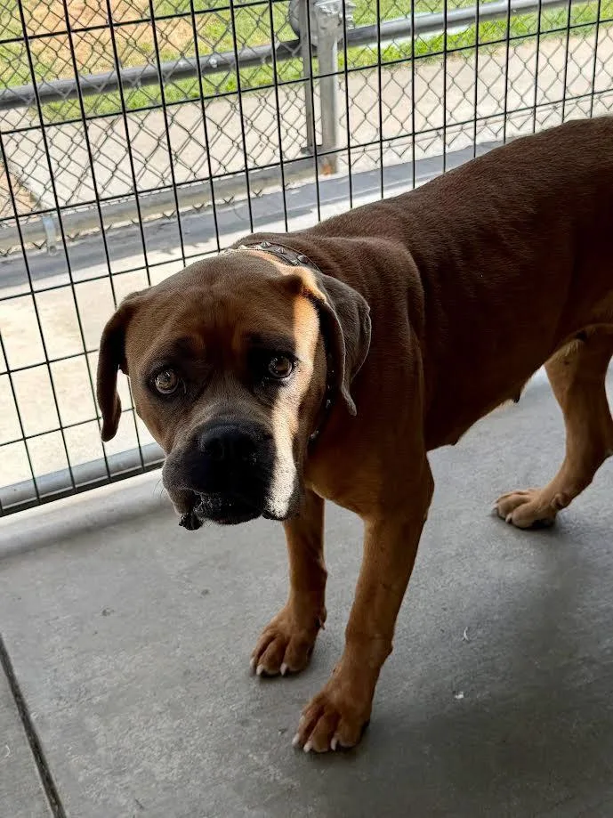 An adult medium-sized female Brown / Chocolate Bullmastiff dog named Diamond for adoption in Oakdale, CA