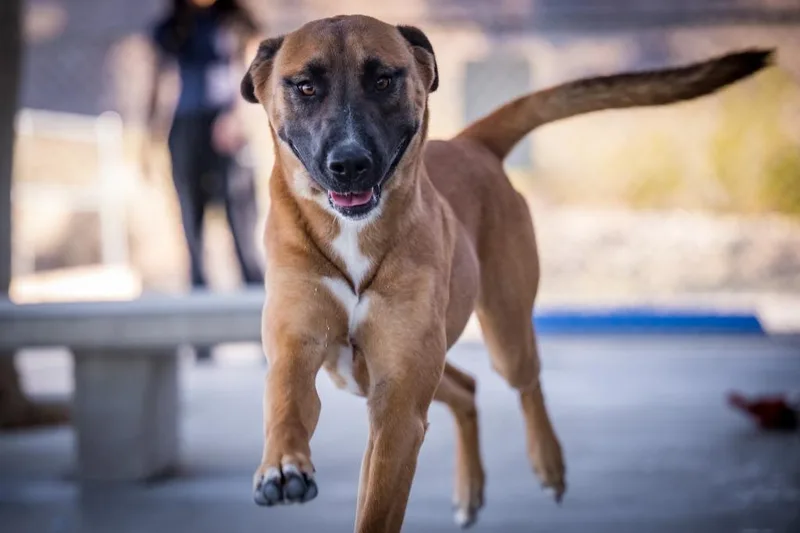A young large-sized male Shepherd dog named Ben for adoption in Twentynine Palms, CA