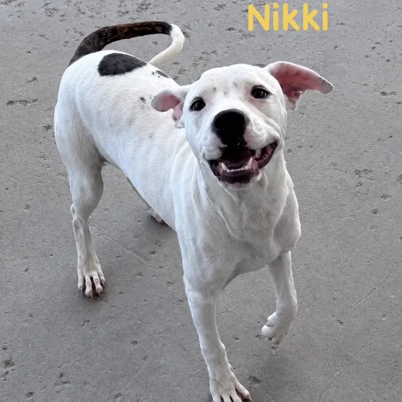 Nikki thumbnail 3