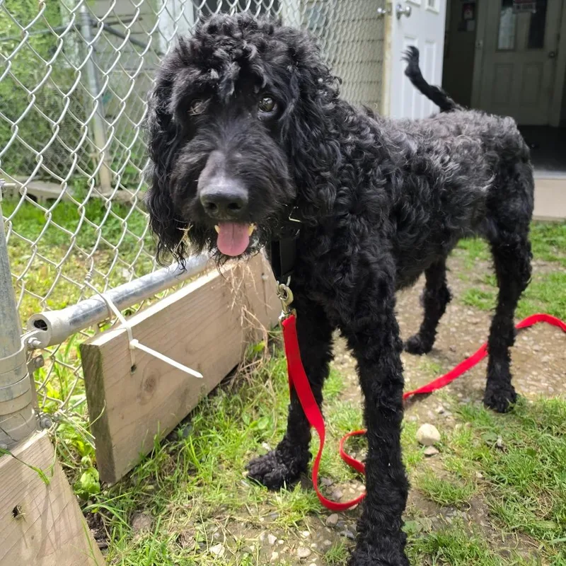 An adult large-sized male Black Poodle dog named Orlando for adoption in Middlebury, VT