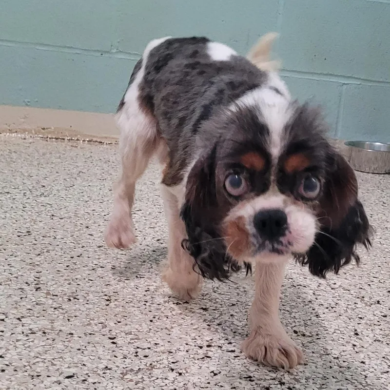 Benji
