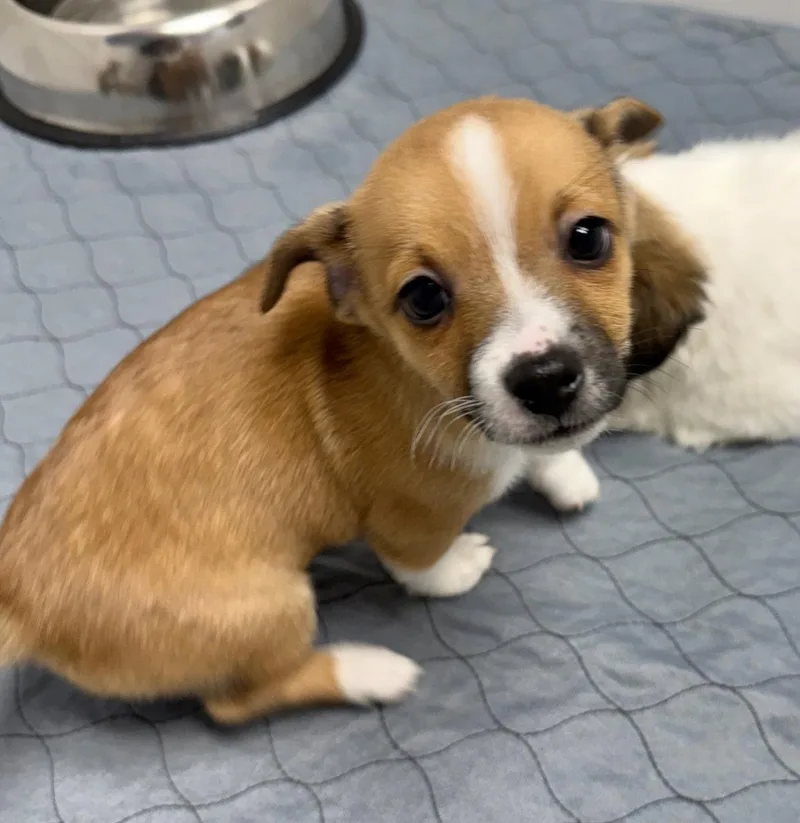 A baby small-sized male Corgi dog named Ivan for adoption in GILBERTS, IL